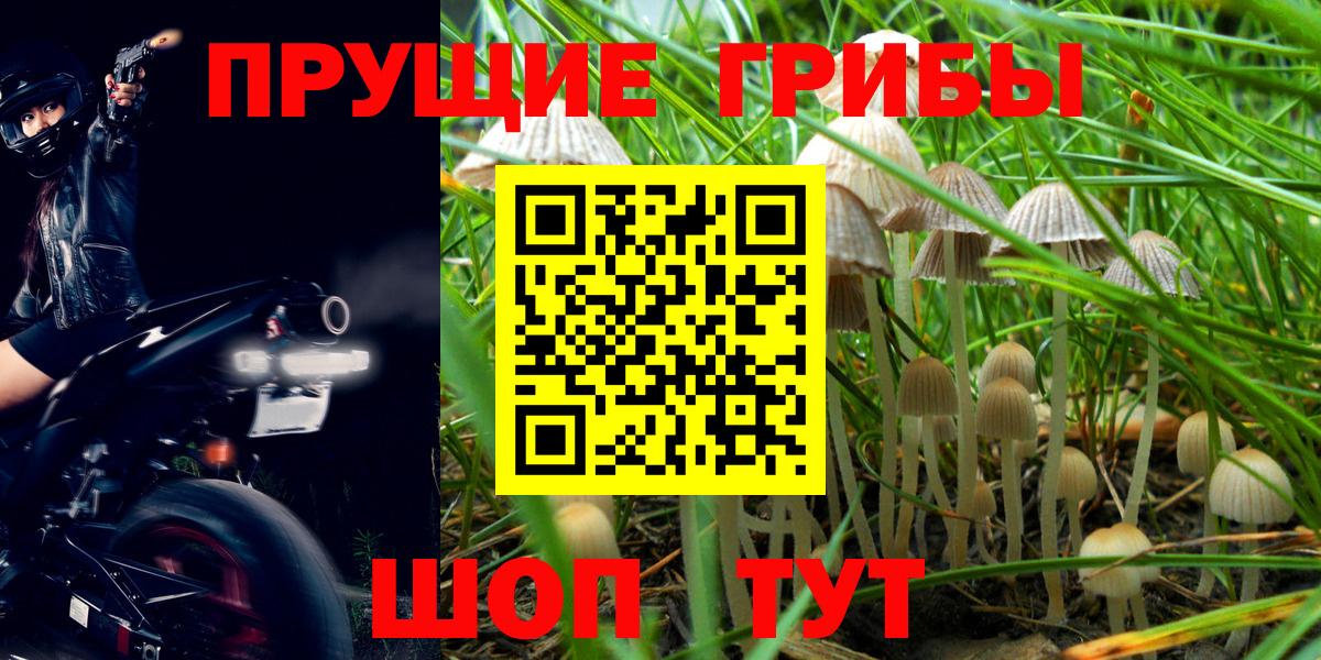 Псилоцибиновые грибы Cubensis Зеленодольск